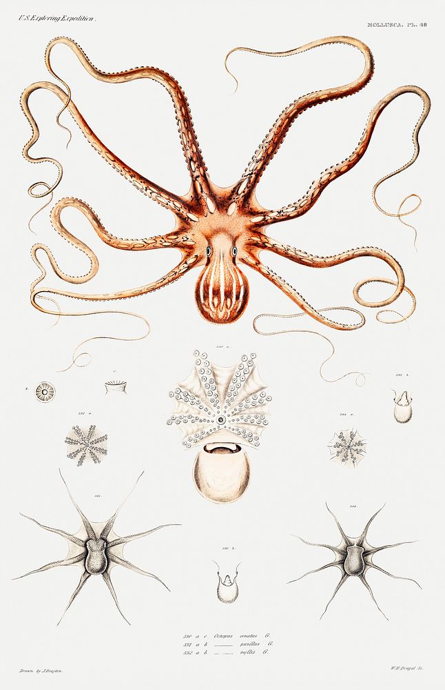 Ornate octopus anatomy illustration from Mollusca & Shells by Augustus Addison Gould. Original from Biodiversity Heritage…
