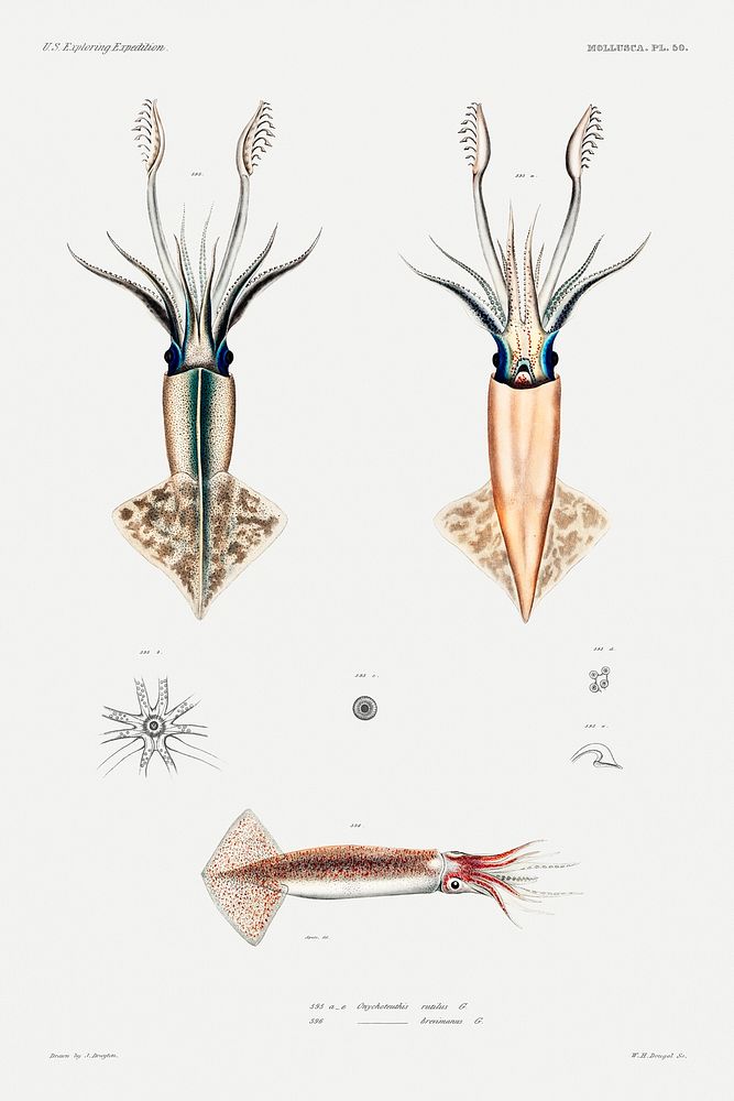 Squid varieties set illustration from Mollusca & Shells by Augustus Addison Gould. Original from Biodiversity Heritage…