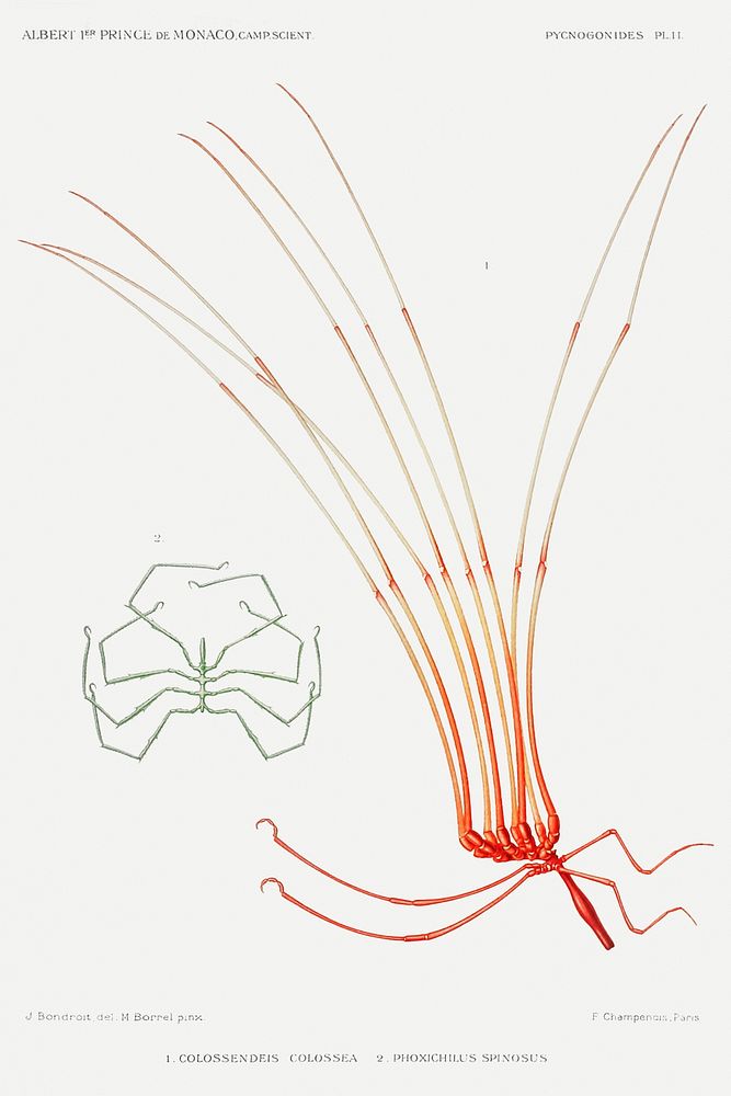 Sea spider illustration from R&eacute;sultats des Campagnes Scientifiques by Albert I, Prince of Monaco (1848&ndash;1922).…