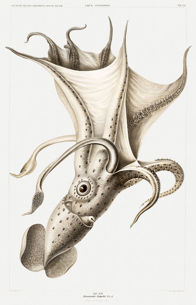 Histioteuthis ruppellii, cockeyed squid illustration from Deutschen Tiefsee-Expedition, German Deep Sea Expedition…