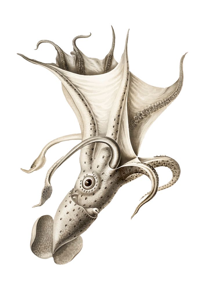 Histioteuthis ruppellii, cockeyed squid illustration