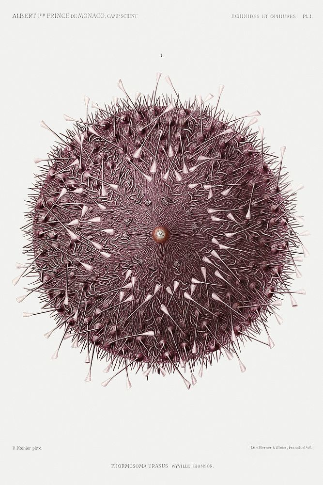 Sea urchin illustration from R&eacute;sultats des Campagnes Scientifiques by Albert I, Prince of Monaco (1848&ndash;1922).…