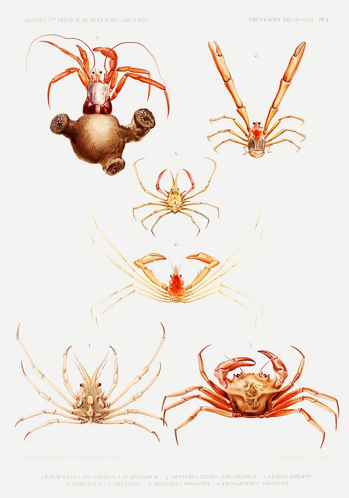 Crab varieties set illustration from R&eacute;sultats des Campagnes Scientifiques by Albert I, Prince of Monaco…