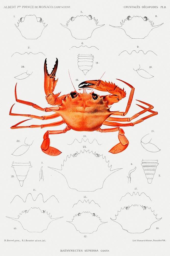 West African Brachyuran crab, Bathynectes piperitus vintage illustration from R&eacute;sultats des Campagnes Scientifiques…