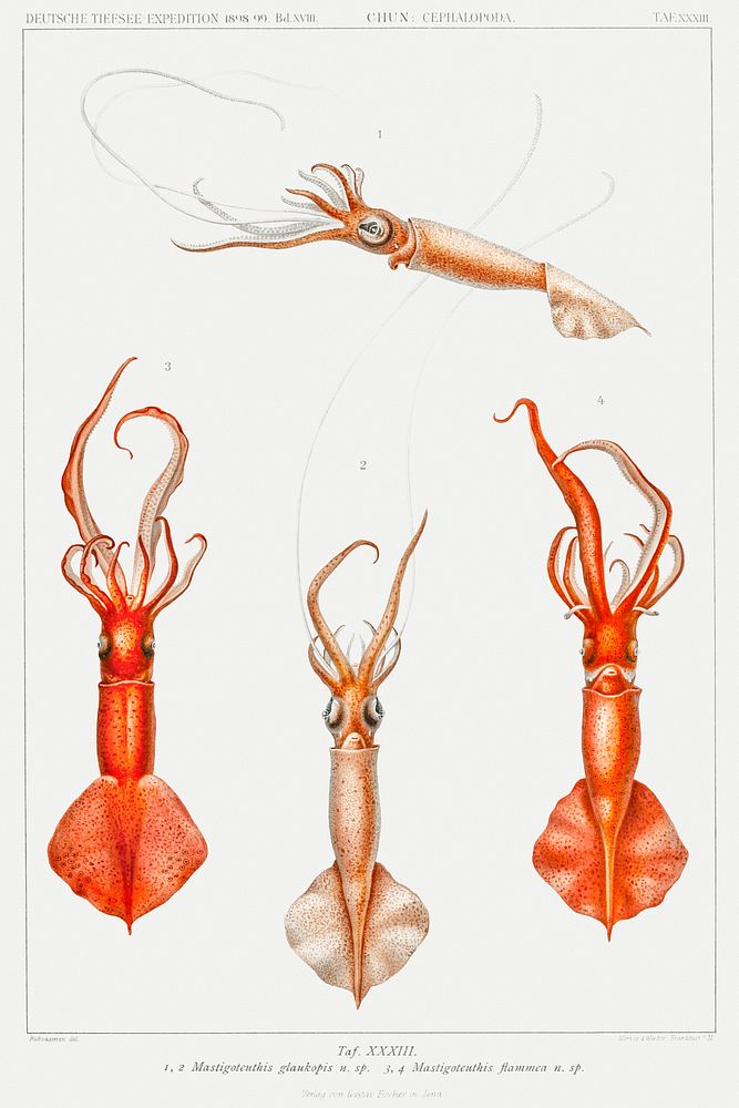 Whiplash squid illustration from Deutschen Tiefsee-Expedition (German Deep Sea Expedition) (1898&ndash;1899) by Carl Chun.…