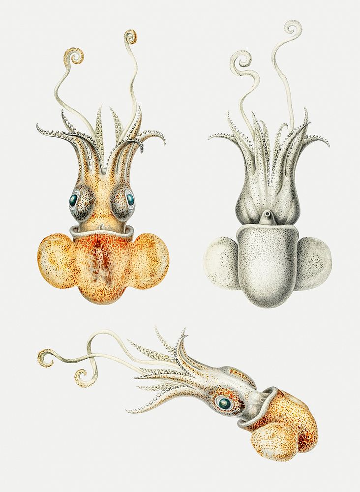 Bobtail squid vintage illustration