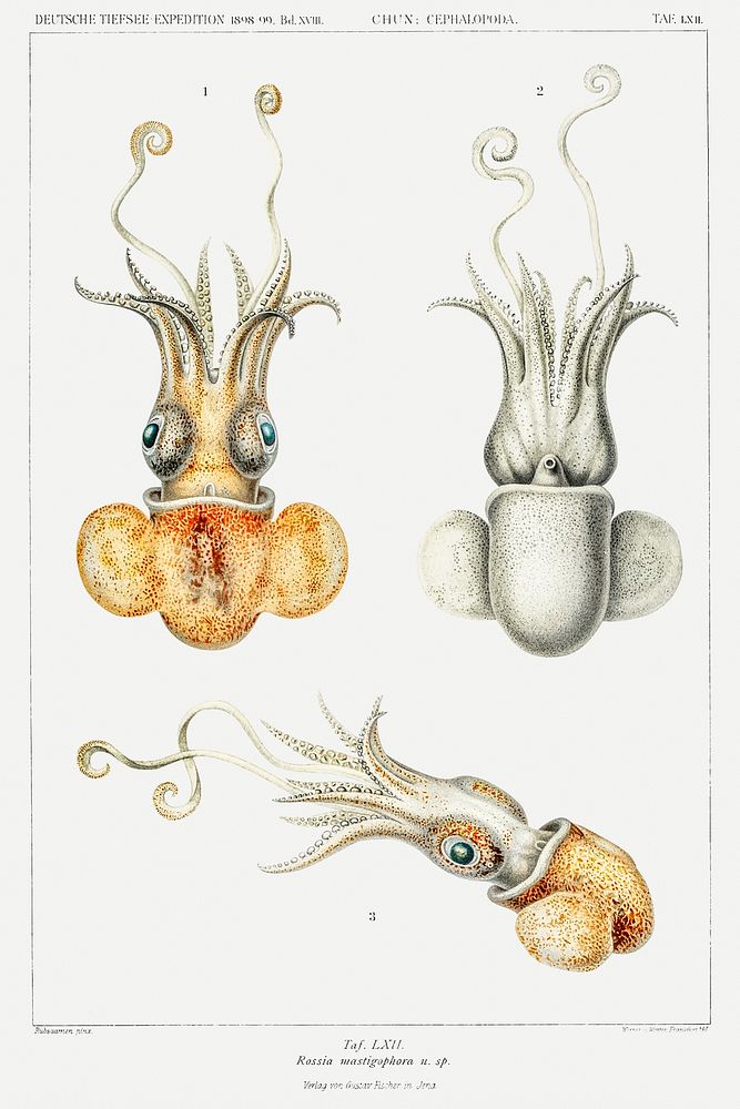 Bobtail squid illustration from Deutschen Tiefsee-Expedition, German Deep Sea Expedition (1898&ndash;1899) by Carl Chun.…