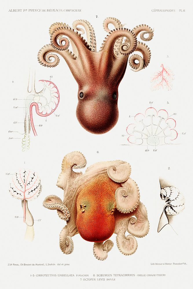 Octopus illustration from R&eacute;sultats des Campagnes Scientifiques by Albert I, Prince of Monaco (1848&ndash;1922).…