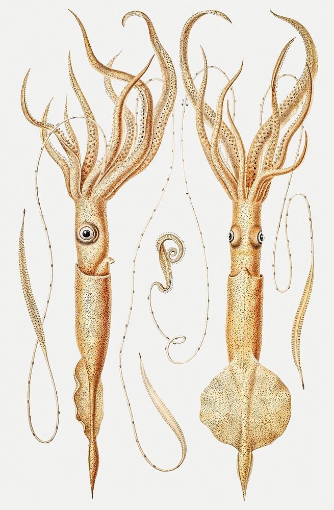 Various genera of squids illustration