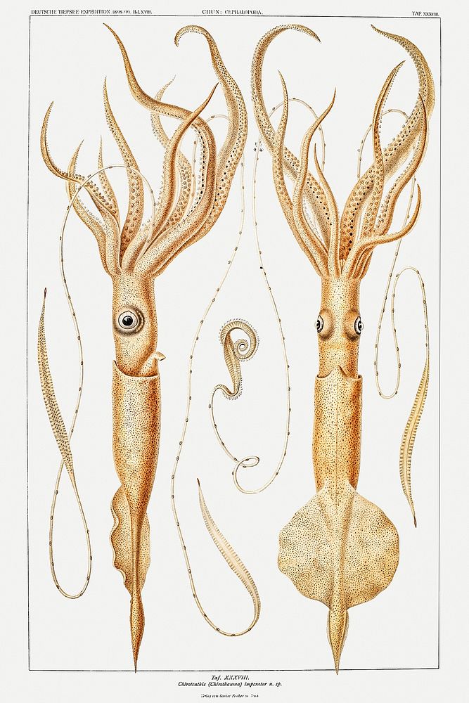 Various genera of squids illustration from Deutschen Tiefsee-Expedition, German Deep Sea Expedition (1898&ndash;1899) by…