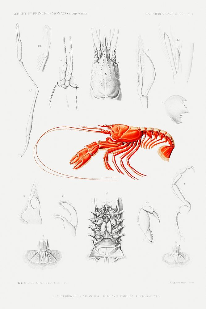 Shrimps' external and internal organs illustration from R&eacute;sultats des Campagnes Scientifiques by Albert I, Prince of…