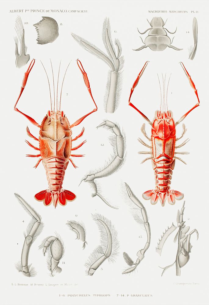 Shrimps' external and internal organs illustration from R&eacute;sultats des Campagnes Scientifiques by Albert I, Prince of…