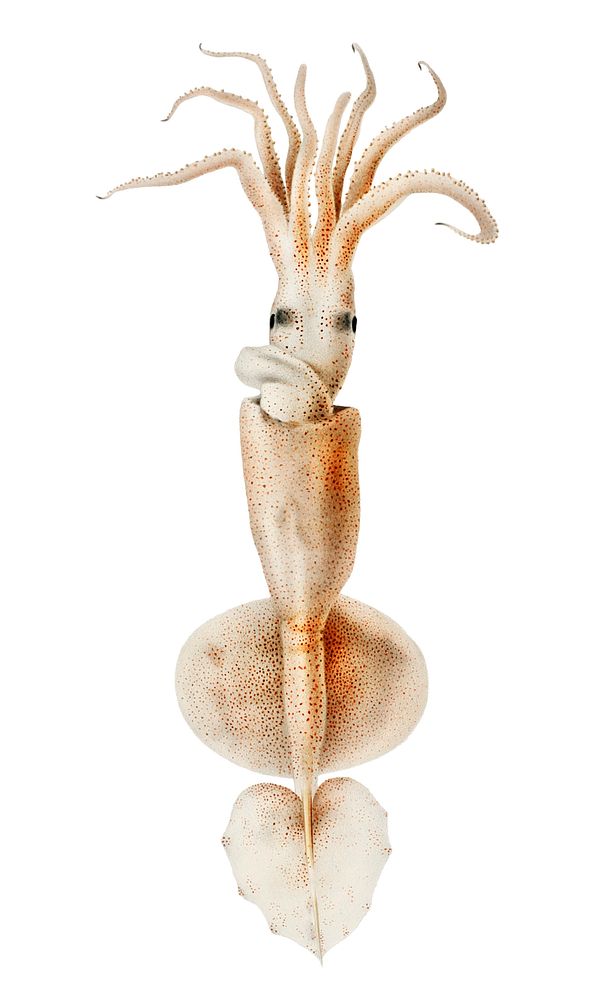 Grimaldi scaled squid Illustration