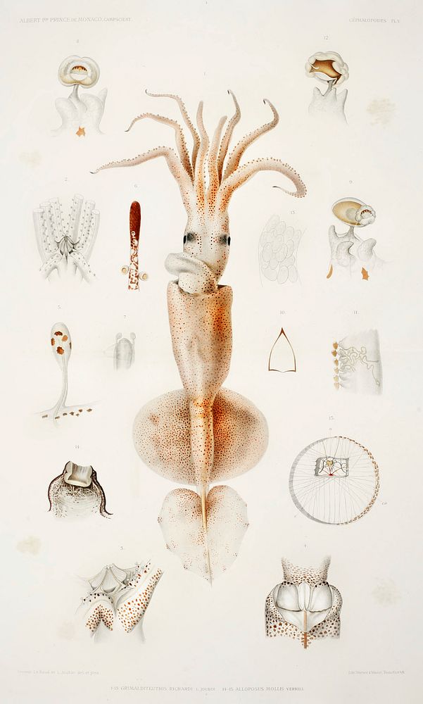 Grimaldi scaled squid's external and internal organs from R&eacute;sultats des Campagnes Scientifiques by Albert I, Prince…
