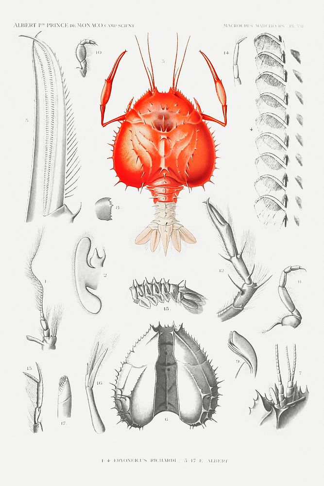 Illustration of a shrimp's external and internal organs from R&eacute;sultats des Campagnes Scientifiques by Albert I…