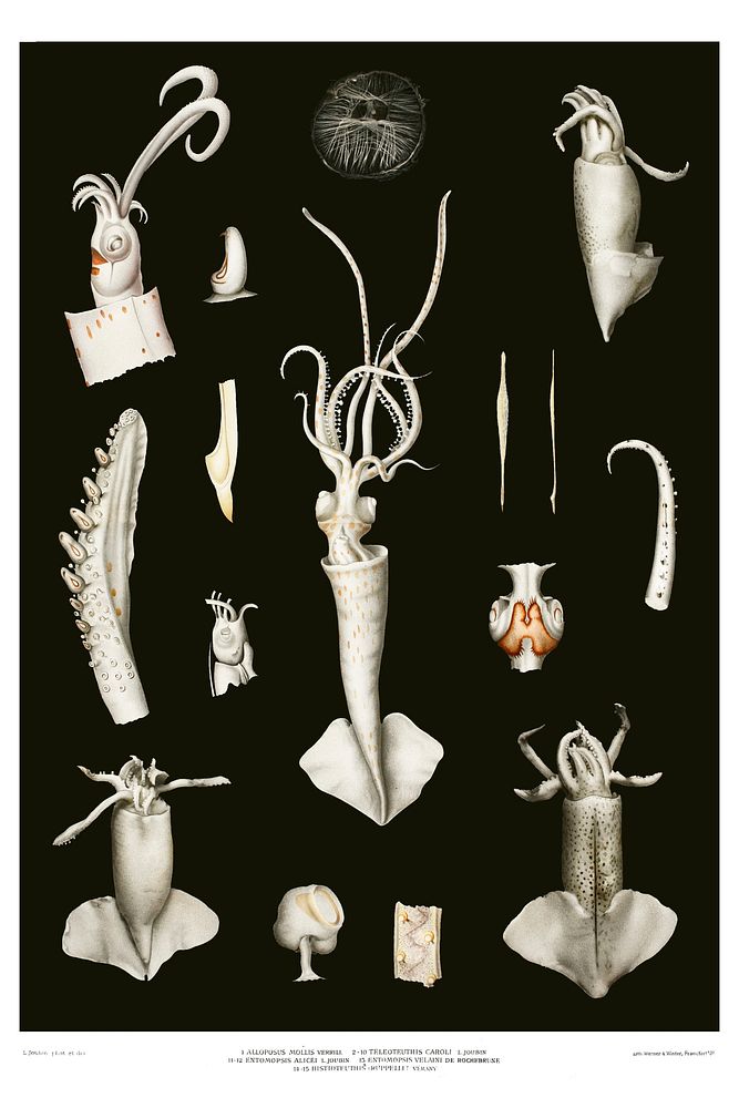 Squid varieties set illustration from R&eacute;sultats des Campagnes Scientifiques by Albert I, Prince of Monaco…