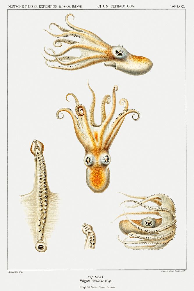 Marine life Bathypolypus octopus illustration from Deutschen Tiefsee-Expedition, German Deep Sea Expedition…