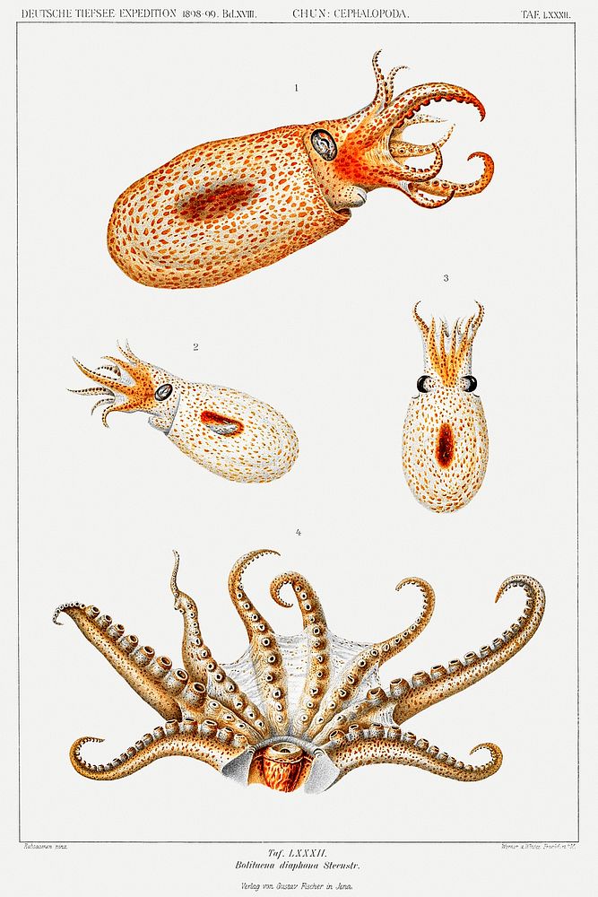 Vintage bolitaena octopus illustration from Deutschen Tiefsee-Expedition, German Deep Sea Expedition (1898&ndash;1899) by…