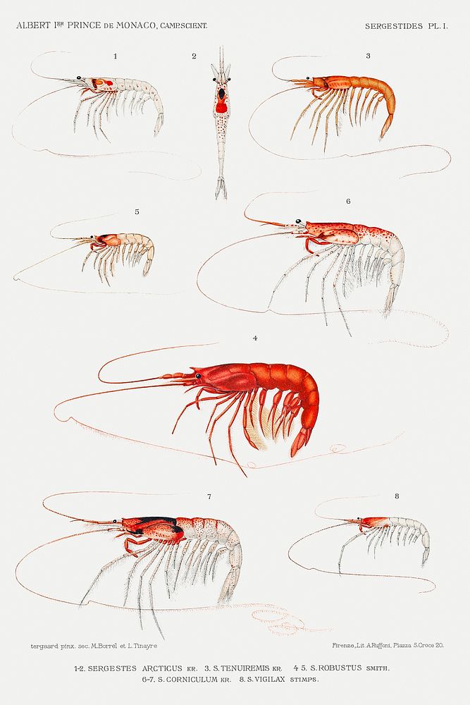 Shrimp varieties set illustration from R&eacute;sultats des Campagnes Scientifiques by Albert I, Prince of Monaco…