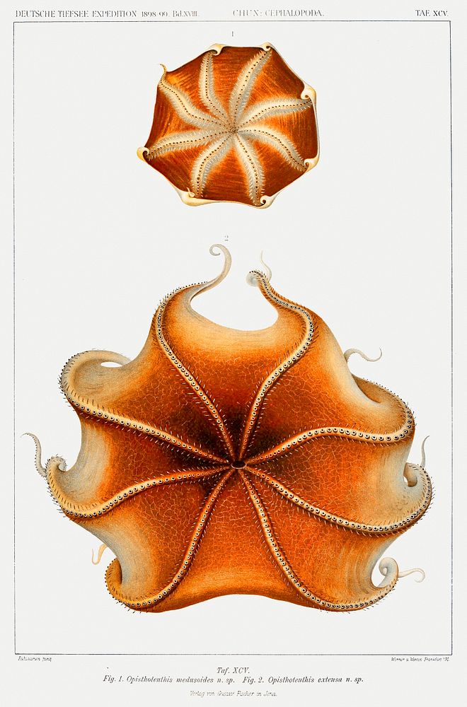 Cirrate octopus illustration from Deutschen Tiefsee-Expedition, German Deep Sea Expedition (1898&ndash;1899) by Carl Chun.…