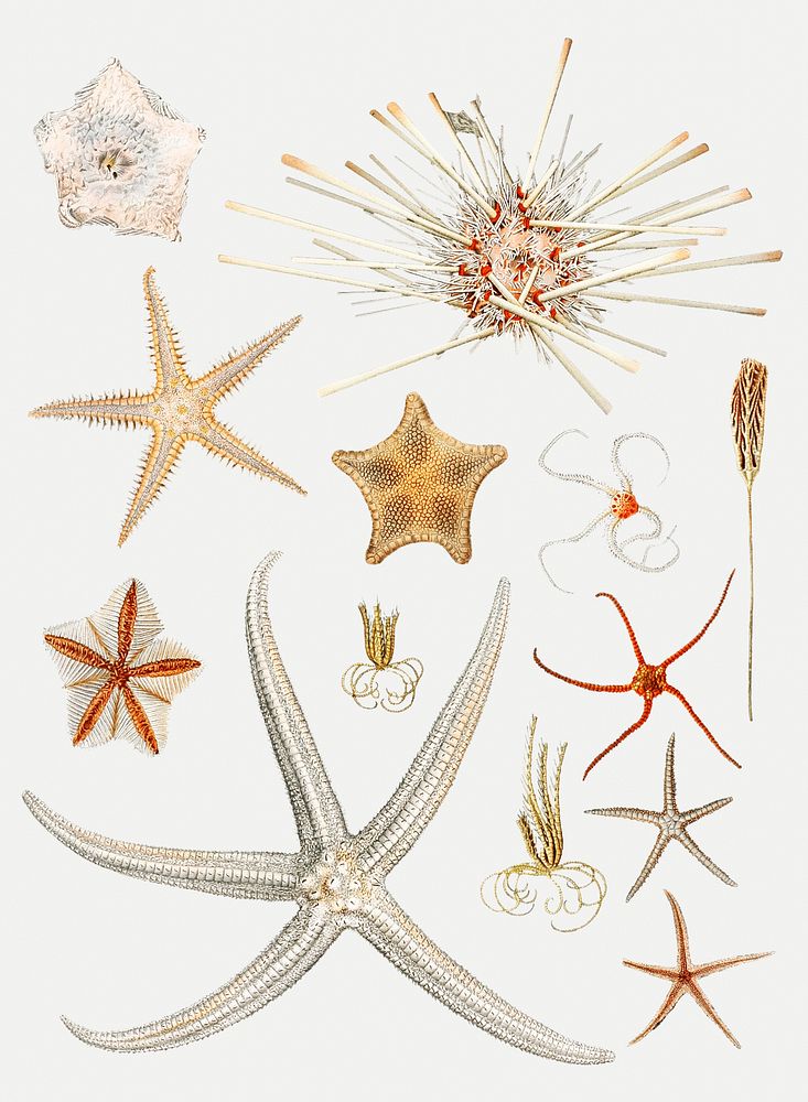 starfish-varieties-set-illustration-premium-psd-illustration-rawpixel