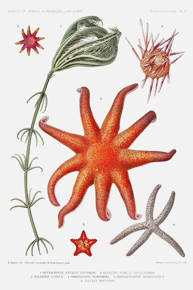 Starfish varieties set illustration from R&eacute;sultats des Campagnes Scientifiques by Albert I, Prince of Monaco…