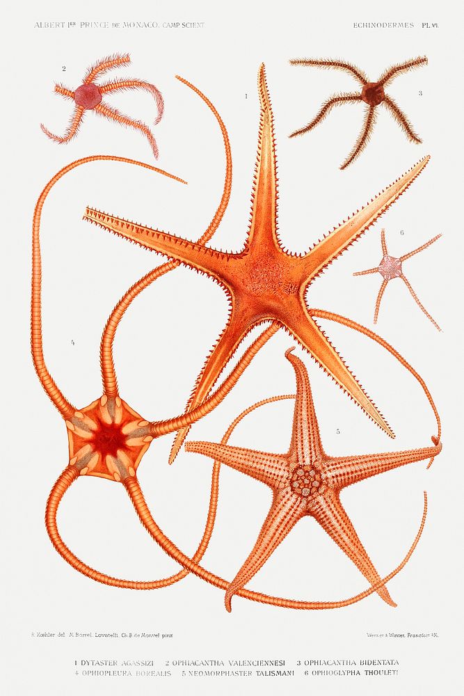Starfish varieties set illustration from R&eacute;sultats des Campagnes Scientifiques by Albert I, Prince of Monaco…
