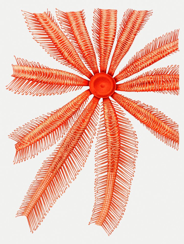 Brisingidae starfish illustration