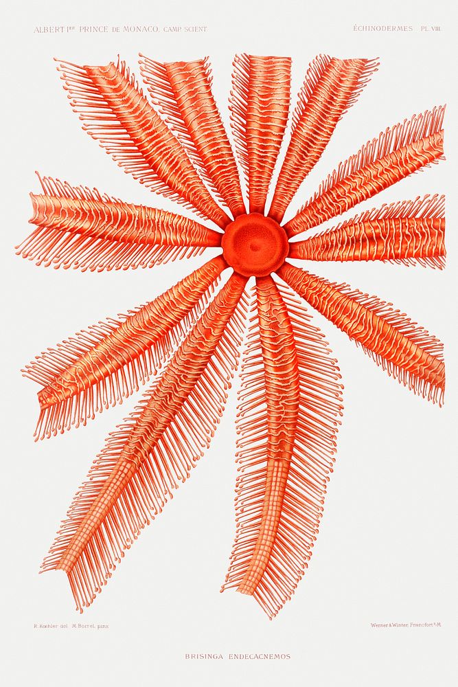 Brisingidae starfish illustration from R&eacute;sultats des Campagnes Scientifiques by Albert I, Prince of Monaco…