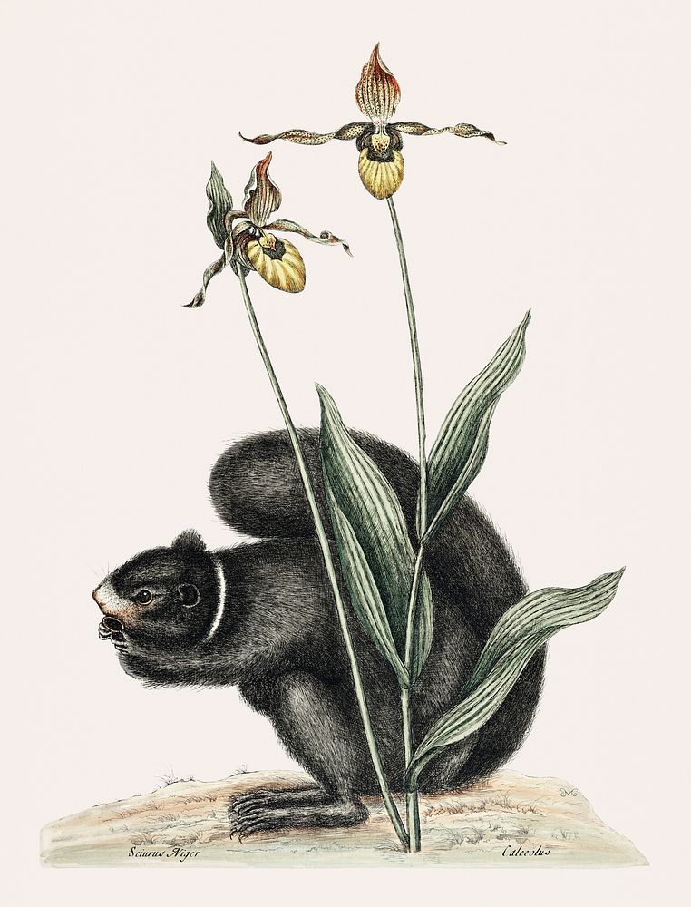 Black-Squirrel (Sciurus Niger) from The natural history of Carolina, Florida, and the Bahama Islands (1754) by Mark Catesby…