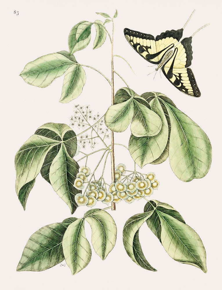 Vintage illustration of Swallowtail (Papilio caudatus)