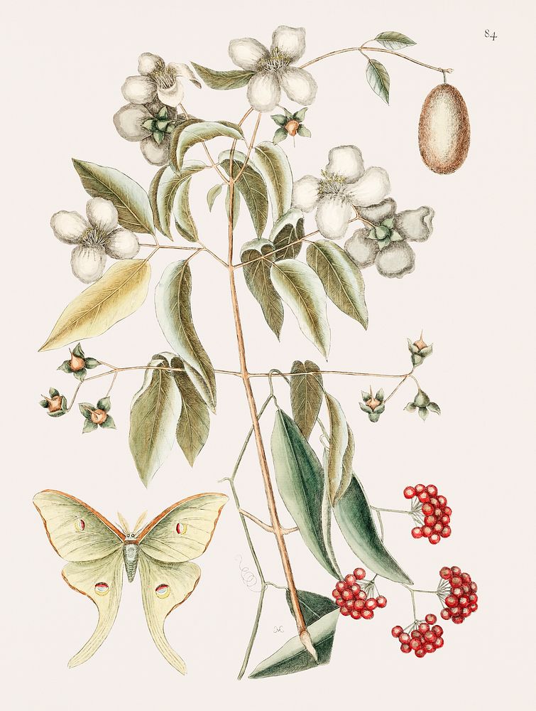 Vintage illustration of Four-eye'd Night Butterfly (Phal&aelig;na plumata caudata)