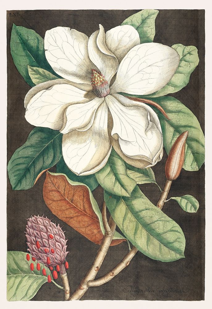 Laurel Tree (Magnolia altissima) from The natural history of Carolina, Florida, and the Bahama Islands (1754) by Mark…