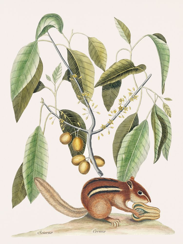 Ground Squirrel (Sciurus) from The natural history of Carolina, Florida, and the Bahama Islands (1754) by Mark Catesby (1683…