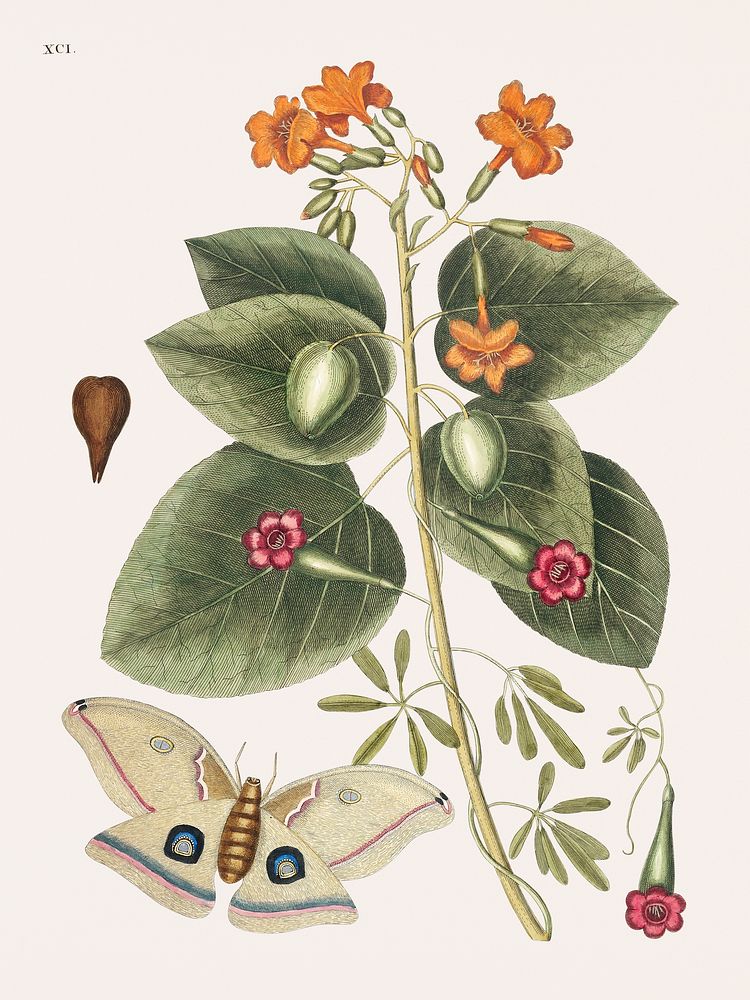 Vintage illustration of Great Moth (Phal&aelig;na ingens)