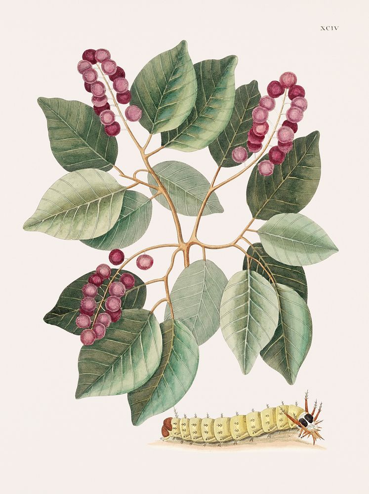 Vintage illustration of Pigeon-Plum (Cerasus) and Great horned Caterpillar (Eruca maxima cornuta)