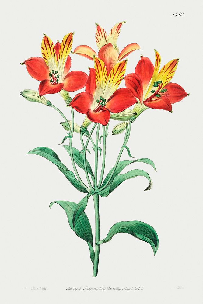 red speckled-flowered Alstromeria from Edwards&rsquo;s Botanical Register (1829&mdash;1847) by Sydenham Edwards, John…