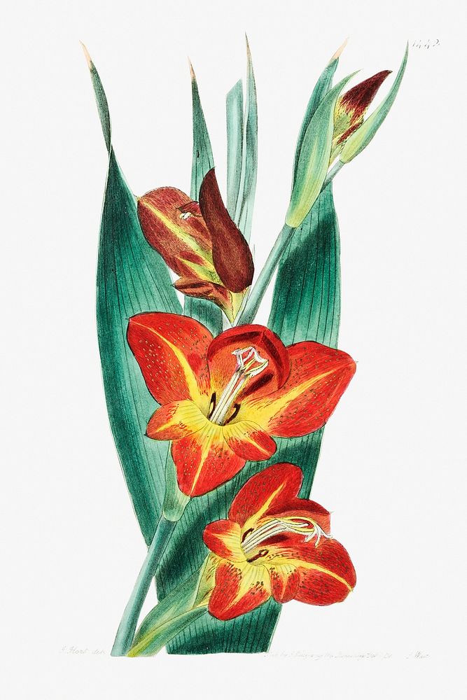 The parrot gladiole from Edwards&rsquo;s Botanical Register (1829&mdash;1847) by Sydenham Edwards, John Lindley, and James…