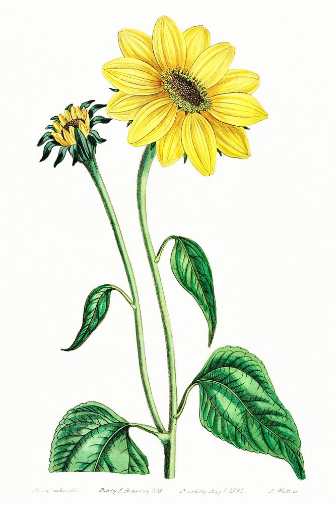 Trumpet stalked sunflower from Edwards&rsquo;s Botanical Register (1829&mdash;1847) by Sydenham Edwards, John Lindley, and…