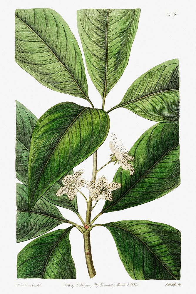 Large-leaved tristania from Edwards&rsquo;s Botanical Register (1829&mdash;1847) by Sydenham Edwards, John Lindley, and…