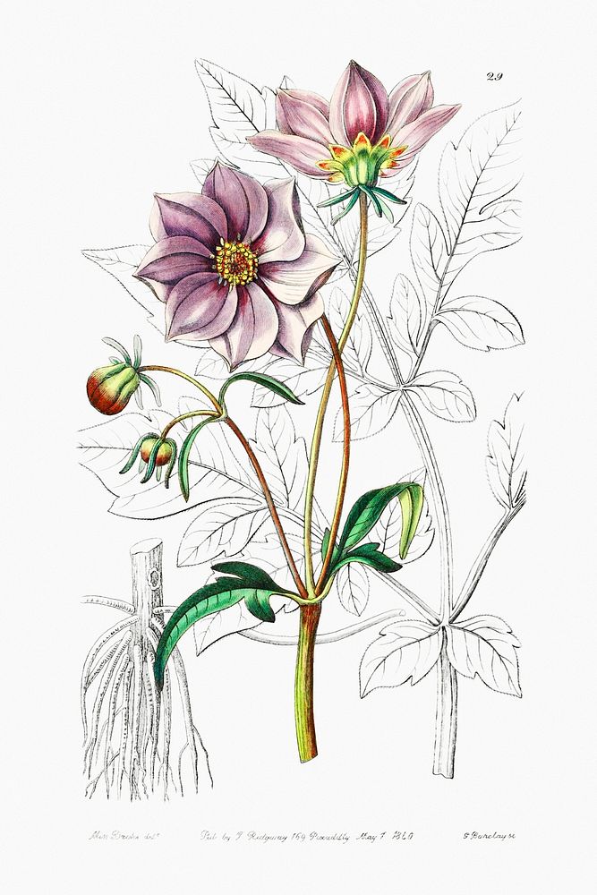 Smooth dwarf dahlia from Edwards&rsquo;s Botanical Register (1829&mdash;1847) by Sydenham Edwards, John Lindley, and James…
