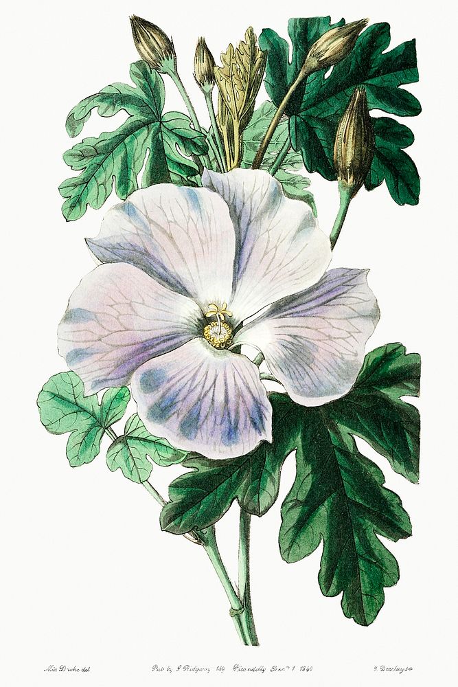 Mrs. Wray's hibiscus from Edwards&rsquo;s Botanical Register (1829&mdash;1847) by Sydenham Edwards, John Lindley, and James…
