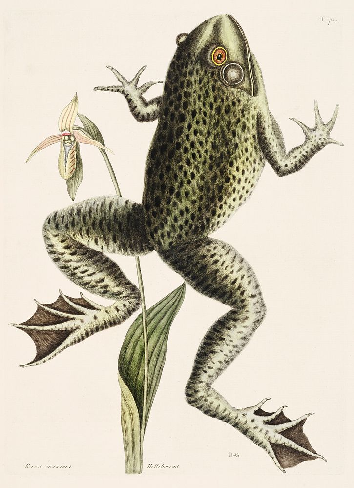Bull Frog (Rana maxima) from The Natural History of Carolina, Florida, and the Bahama Islands (1754) by Mark Catesby (1683…