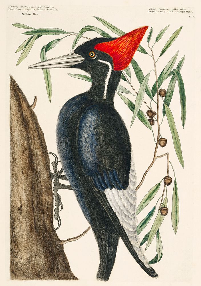 Ivory-billed Woodpecker (Campephilus principalis) from The Natural History of Carolina, Florida, and the Bahama Islands…
