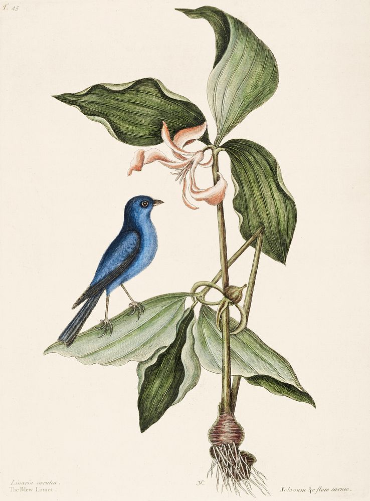 Blue Linnet (Linaria caerulea) from The Natural History of Carolina, Florida, and the Bahama Islands (1754) by Mark Catesby…
