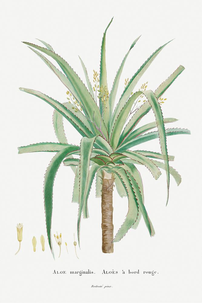 Aloe Marginalis Image from Histoire des Plantes Grasses (1799) by Pierre-Joseph Redout&eacute;. Original from Biodiversity…