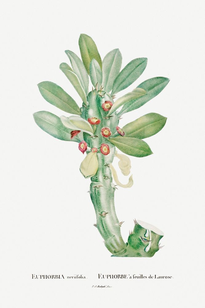Euphorbia Neriifolia illustration poster mockup