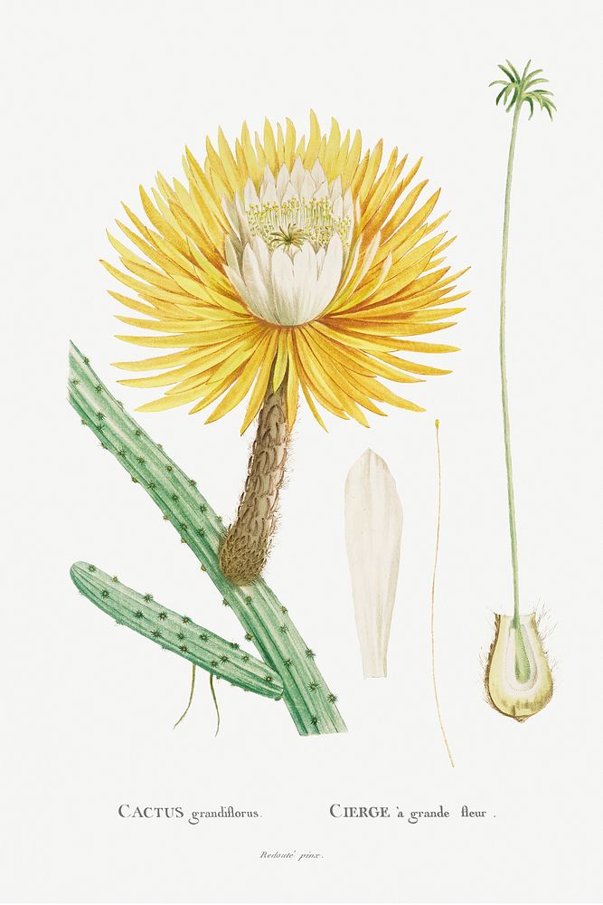 Cactus Grandiflorus Image from Histoire des Plantes Grasses (1799) by Pierre-Joseph Redout&eacute;. Original from…