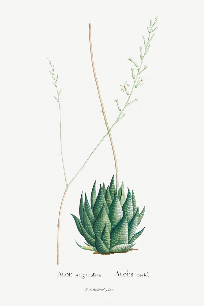 Aloe Margaritifera Image from Histoire des Plantes Grasses (1799) by Pierre-Joseph Redout&eacute;. Original from…