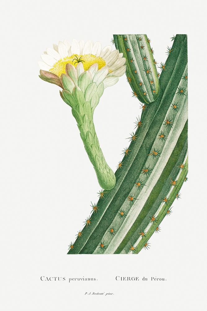 Cactus Peruvianus Image from Histoire des Plantes Grasses (1799) by Pierre-Joseph Redout&eacute;. Original from Biodiversity…